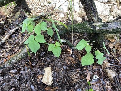 Desmodium lindheimeri, photographed by Reid Hardin