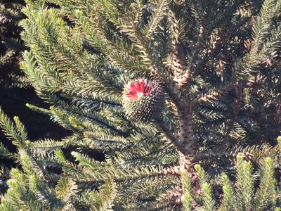 Araucaria angustifolia, photographed by William G. Borges