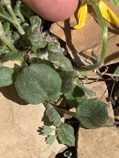 Packera contermina, photographed by Spencer Quayle