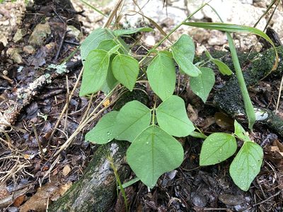Desmodium lindheimeri, photographed by Reid Hardin