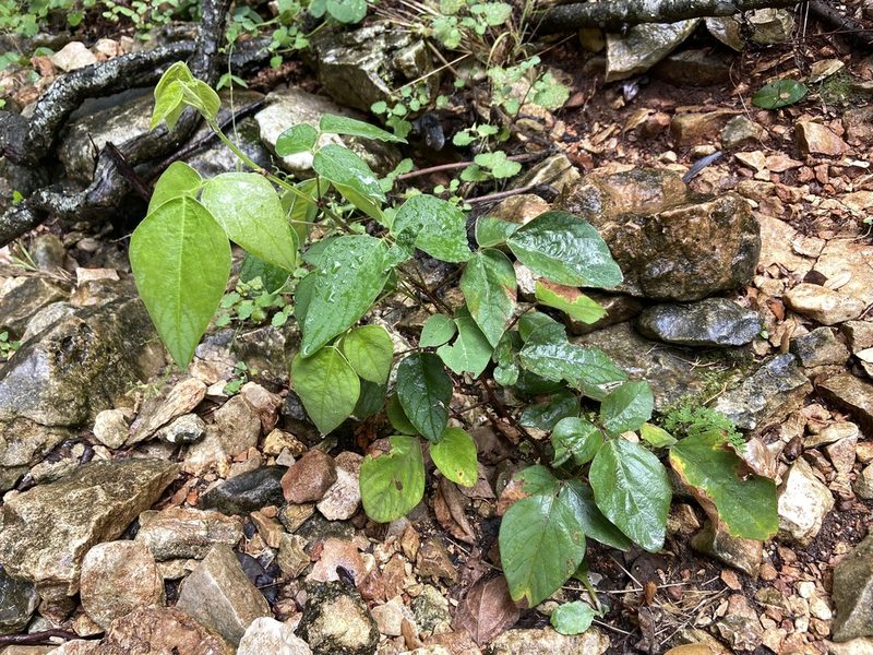 Desmodium lindheimeri, photographed by Reid Hardin