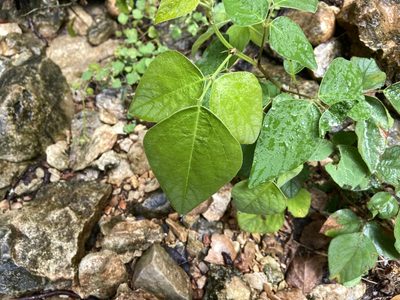 Desmodium lindheimeri, photographed by Reid Hardin