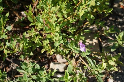 Penstemon ellipticus, photographed by Spencer Quayle