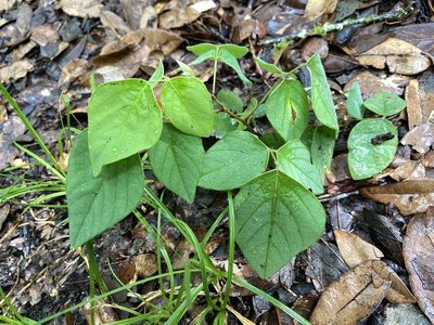 Desmodium lindheimeri, photographed by Reid Hardin