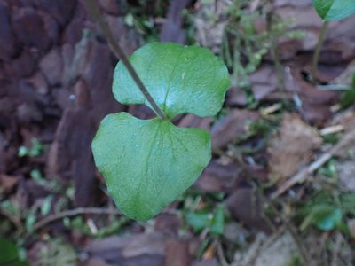 Neottia cordata, photographed by Randal