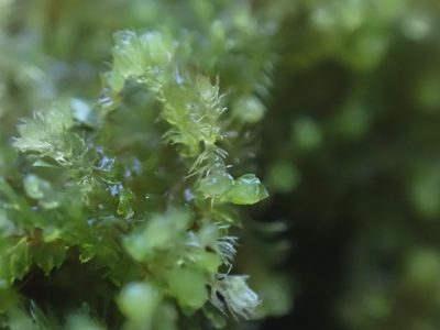 Blepharostoma trichophyllum, photographed by Randal