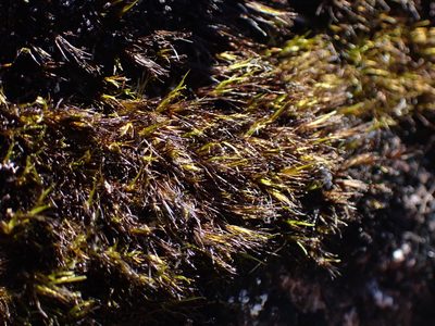 Campylopus atrovirens, photographed by Randal