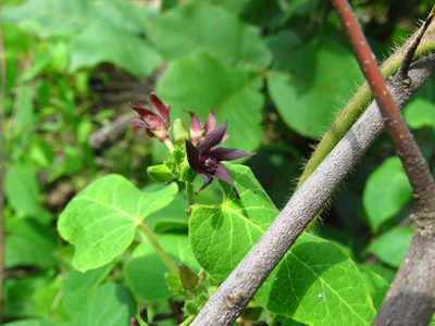 Odontostephana hirtelliflora, photographed by Annika Lindqvist