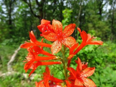Ipomopsis rubra, photographed by Annika Lindqvist