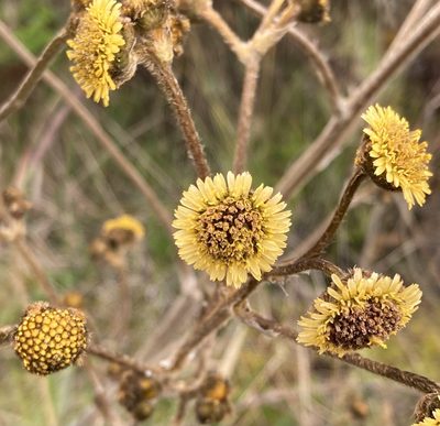 Espeletia argentea, photographed by Andrew J. Crawford