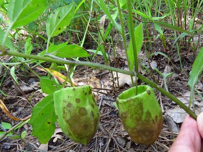 Physalis virginiana, photographed by Annika Lindqvist