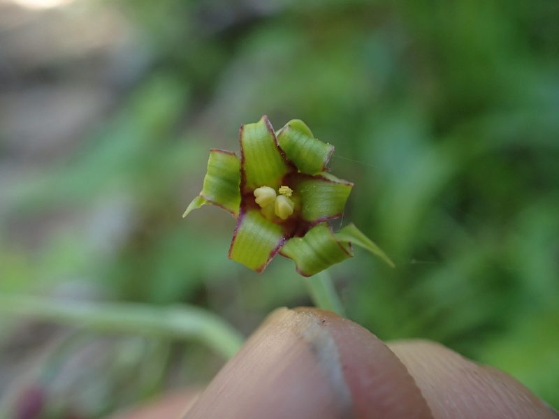 Anticlea occidentalis, photographed by Randal