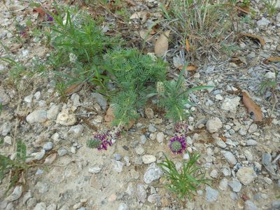 Dalea reverchonii, photographed by Sam Kieschnick