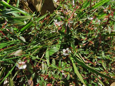 Sauvagesia erecta, photographed by Annika Lindqvist