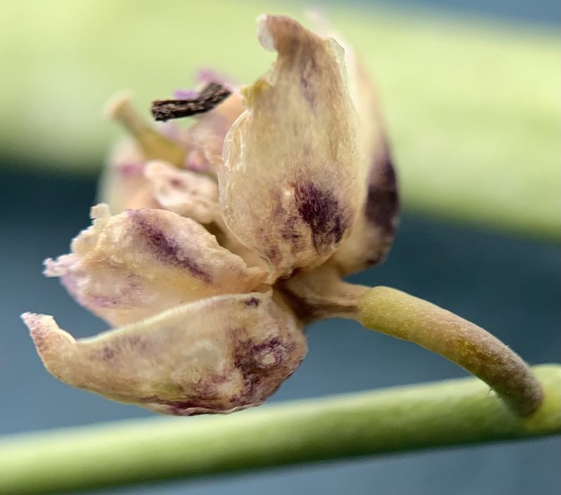 Boechera suffrutescens, photographed by mark-groeneveld