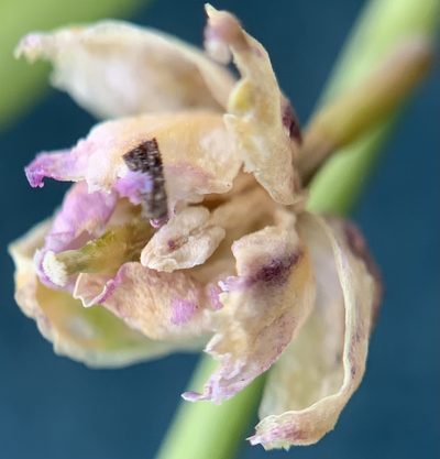 Boechera suffrutescens, photographed by mark-groeneveld