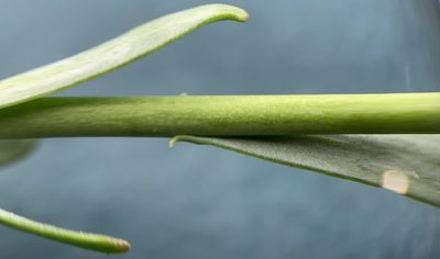 Boechera suffrutescens, photographed by mark-groeneveld