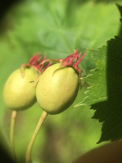 Crataegus macrosperma, photographed by Étienne Lacroix-Carignan
