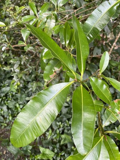 Calophyllum australianum, photographed by Greg Tasney