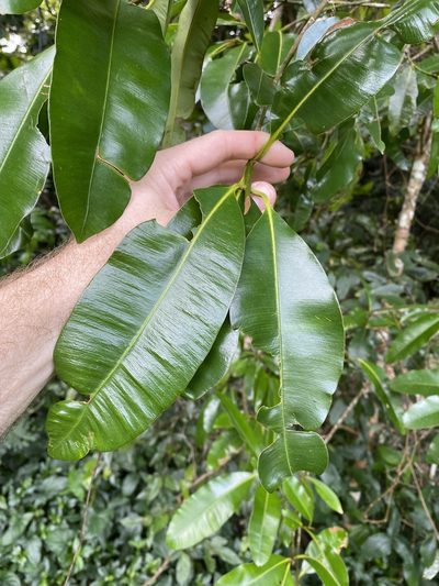 Calophyllum australianum, photographed by Greg Tasney