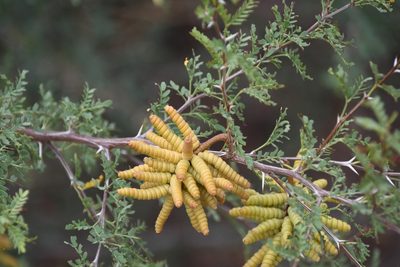 Strombocarpa pubescens, photographed by Mike Ostrowski