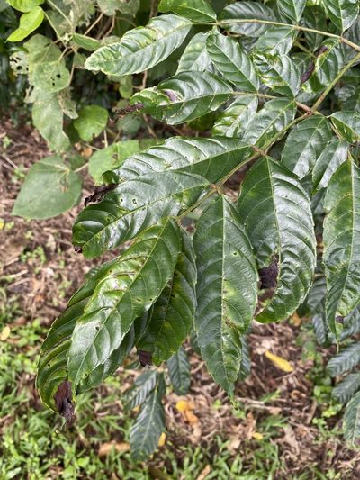 Leea nova-guineensis, photographed by Greg Tasney