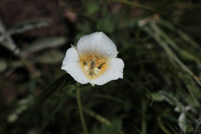 Calochortus subalpinus, photographed by Paul McClellan