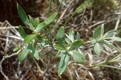 Salix candida, photographed by Syd Cannings