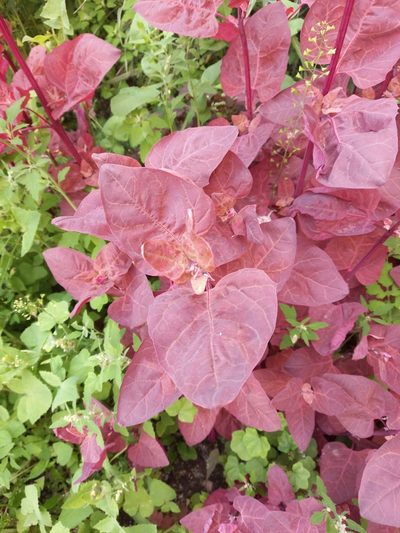 Atriplex hortensis, photographed by Дмитрий