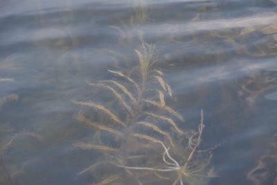 Potamogeton robbinsii, photographed by velodrome