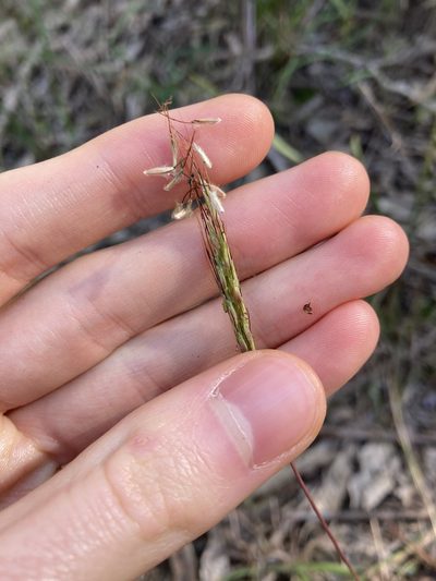 Bothriochloa macra, photographed by Thomas Mesaglio