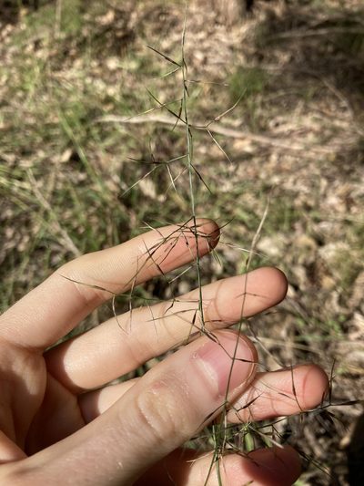 Aristida vagans, photographed by Thomas Mesaglio
