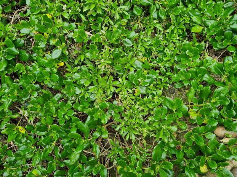 Lepidium oleraceum, photographed by gnapp