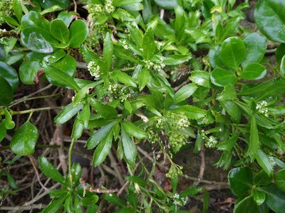 Lepidium oleraceum, photographed by gnapp