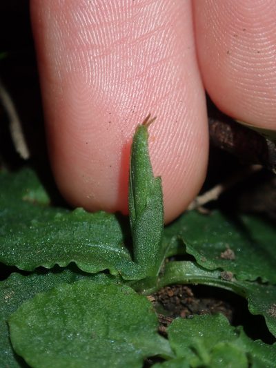 Pterostylis oblonga, photographed by Thomas Mesaglio