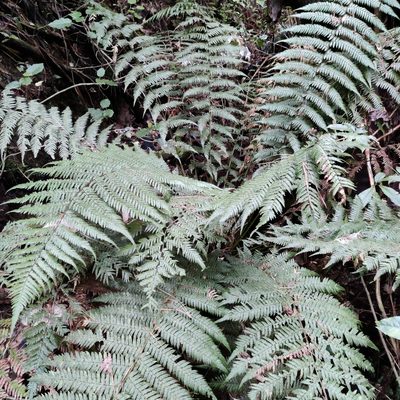 Dicksonia fibrosa, photographed by Joe Dillon