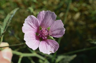 Althaea cannabina, photographed by Irene Saltini