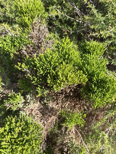 Olearia teretifolia, photographed by Andrew Allen
