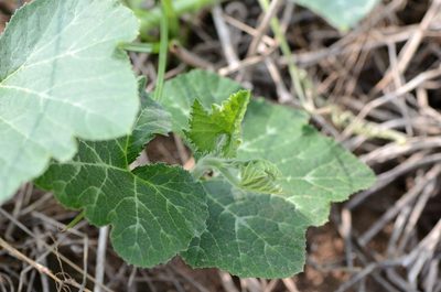 Cucurbita moschata, photographed by Zinogre