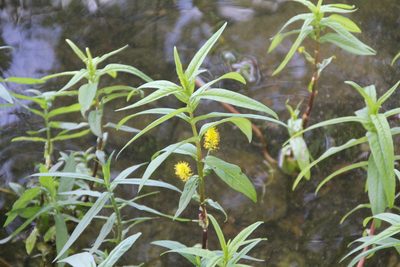 Lysimachia thyrsiflora, photographed by Jens Ullenius