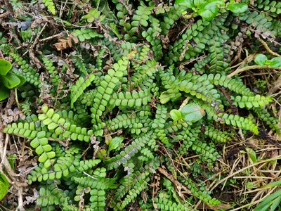 Austroblechnum banksii, photographed by gnapp