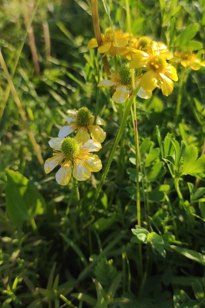 Halerpestes ruthenica, photographed by Юлия