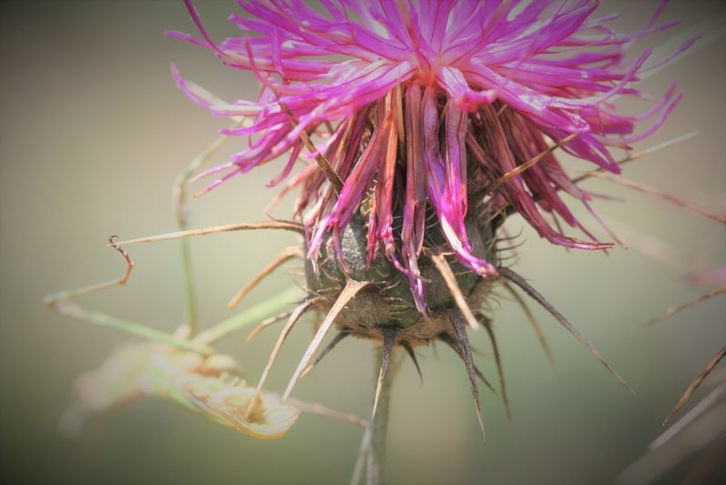 Centaurea carduiformis, photographed by Edmundas Greimas