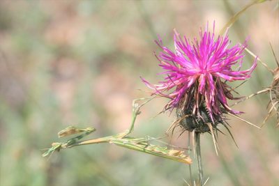Centaurea carduiformis, photographed by Edmundas Greimas