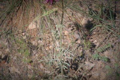 Centaurea carduiformis, photographed by Edmundas Greimas