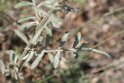 Centaurea carduiformis, photographed by Edmundas Greimas