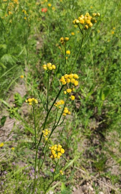 Filifolium sibiricum, photographed by Юлия