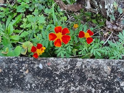 Tagetes patula, photographed by Dragonette