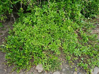 Lepidium oleraceum, photographed by gnapp