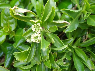 Lepidium oleraceum, photographed by gnapp